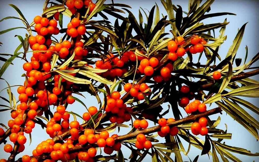 沙棘和猕猴桃哪个维C多_沙棘和百香果那个维生素高