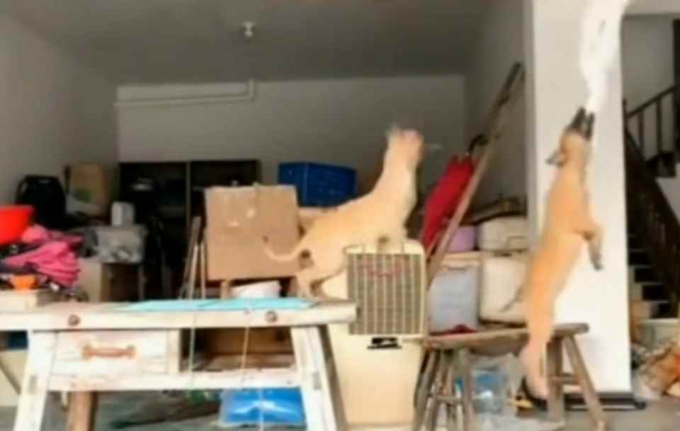 人类一败涂地手游:狗子的快乐_人类一败涂地第二关