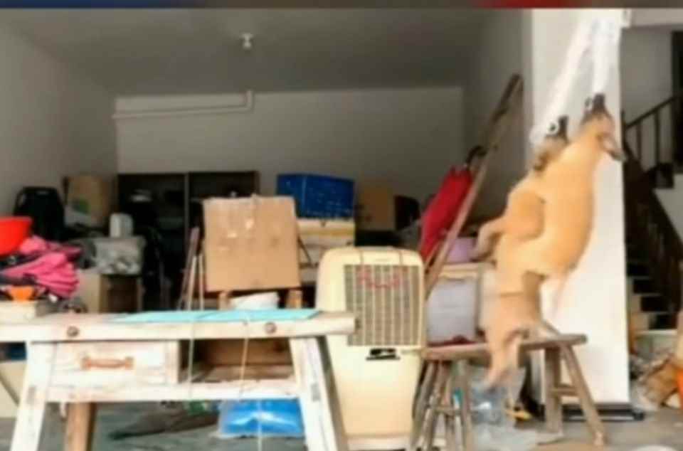 人类一败涂地手游:狗子的快乐_人类一败涂地第二关