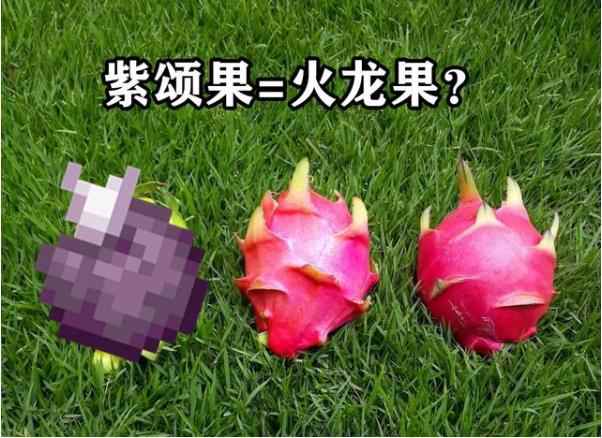 我的世界：关于紫颂果的13个小秘密，竟然是末影人最爱的食物？
