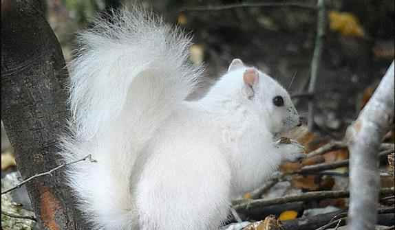 剑网3新挂宠松鼠的魅力有多大?_松鼠的样子