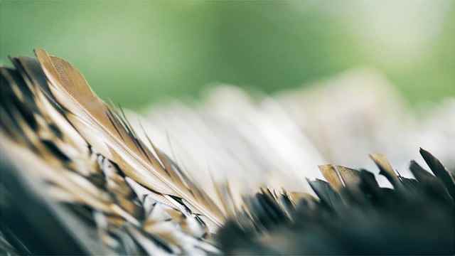 携手《楚留香》集羽成扇,一秒魂穿江湖!