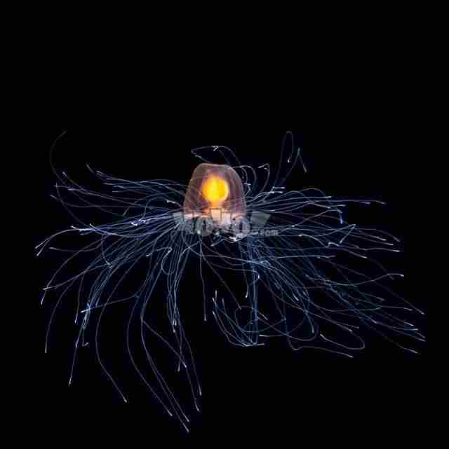 明日方舟絮雨原型是什么絮雨背景考据