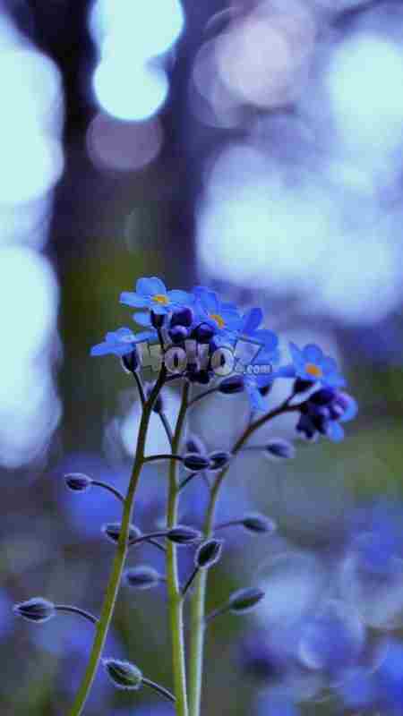 明日方舟絮雨原型是什么絮雨背景考据