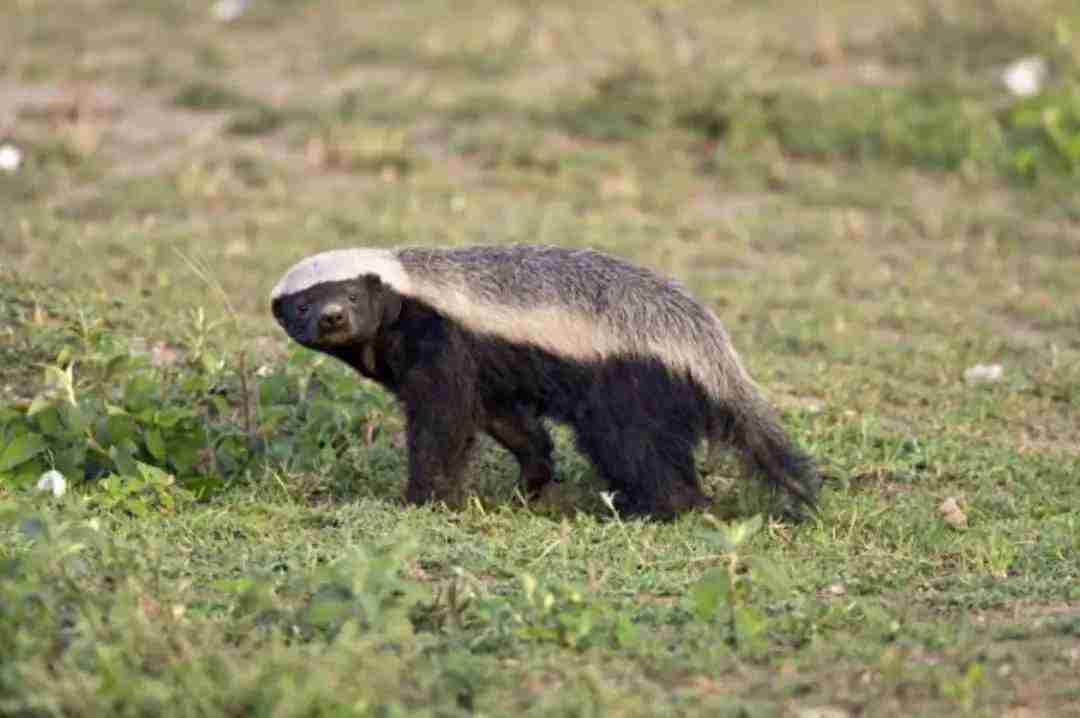 被称为世界上最无所畏惧的动物人称平头哥的是