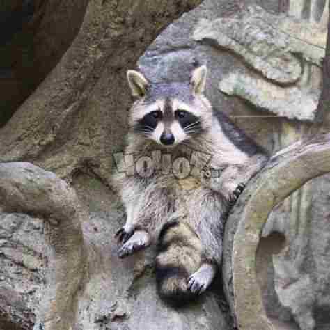 明日方舟罗宾原型是什么罗宾背景考据