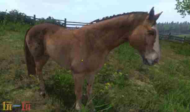 天国拯救2马匹哪个好 天国拯救最好的马