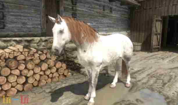 天国拯救2马匹哪个好 天国拯救最好的马