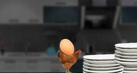 母鸡护蛋