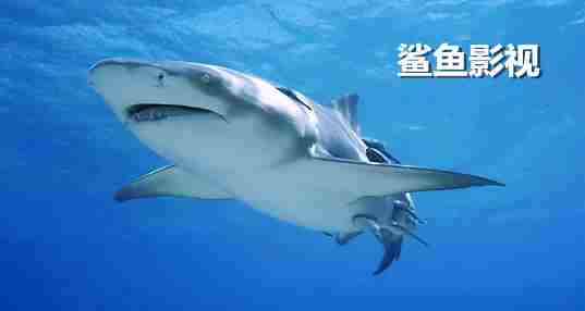 鲨鱼影视