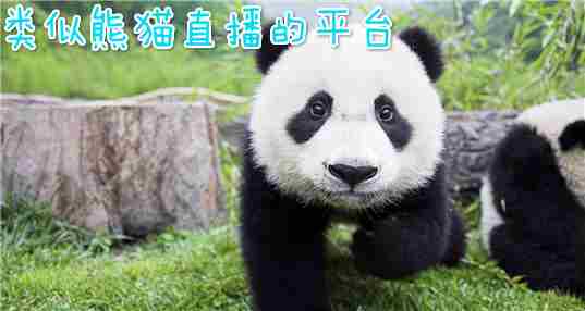 类似熊猫直播