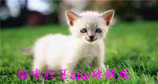 猫咪社区
