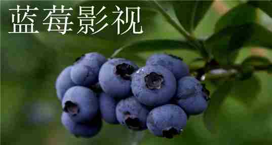 蓝莓影视