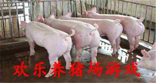 欢乐养猪场