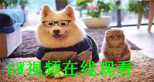 6W视频