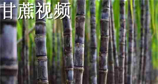 甘蔗视频