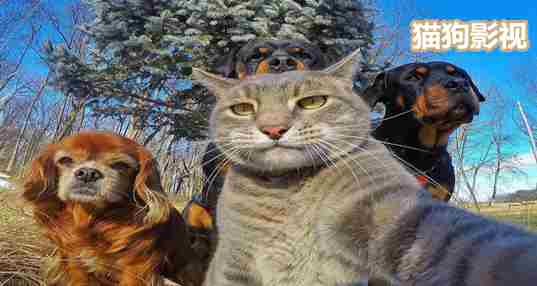 猫狗影视