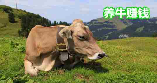 养牛赚钱