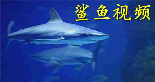鲨鱼视频