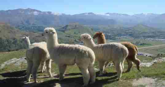 兄贵羊驼游戏合集