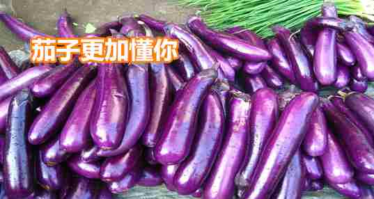 茄子更加懂你
