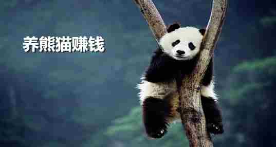养熊猫赚钱