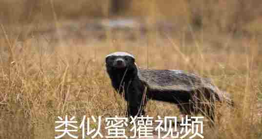 类似蜜獾视频