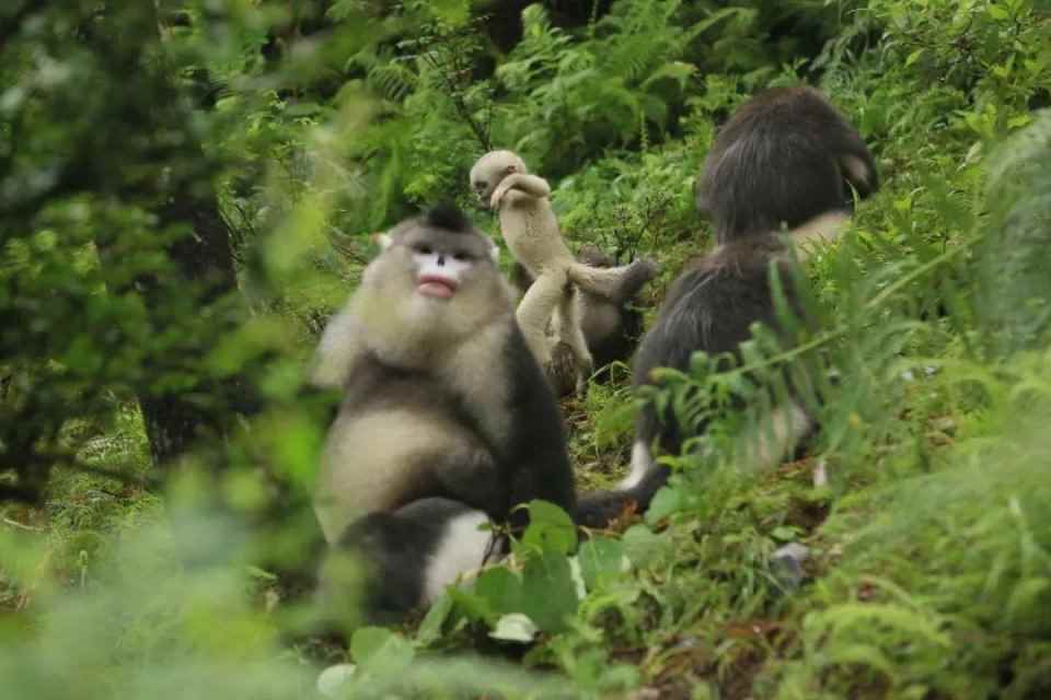 乐元素带着三名《开心消消乐》玩家走进了云南的原始森林_一起开心消消乐