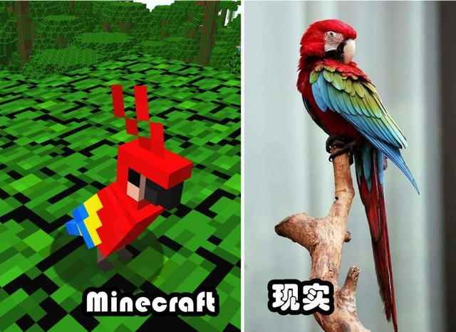 我的世界:鹦鹉到底能不能吃曲奇?这些鹦鹉的秘密你知道吗?_我的世界给鹦鹉加血