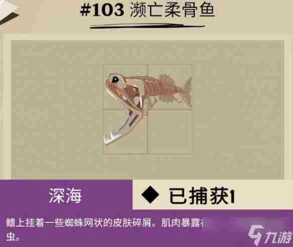 柔骨鱼在哪呀 远洋鱼类