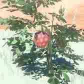 塞尔达传说王国之泪食物配方原理讲解