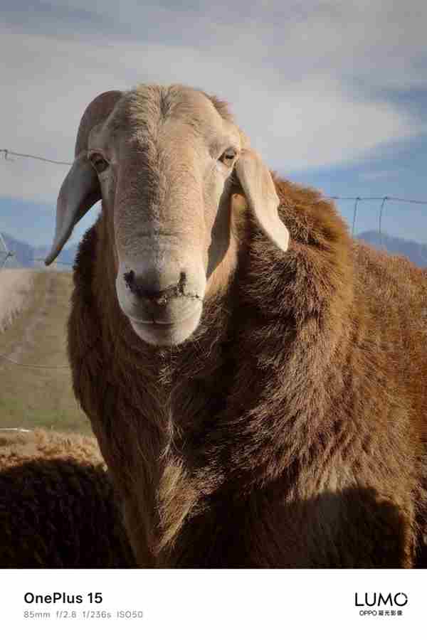 一加15新机:告别哈苏 oppofindx拍照