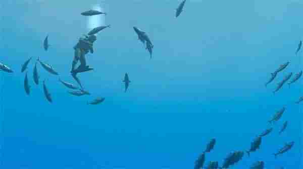 永恒蔚蓝:流光“海洋之声”预告