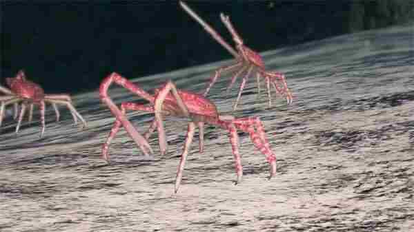 永恒蔚蓝:流光“海洋之声”预告