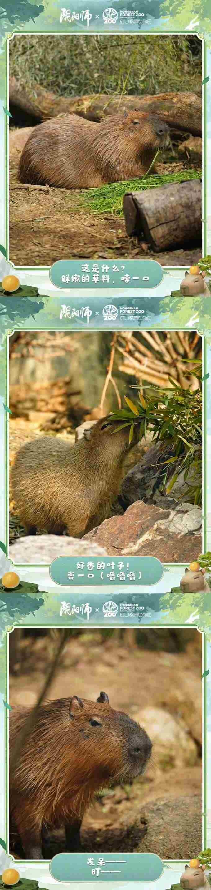 国庆专属生态盲盒玩法即将开启……