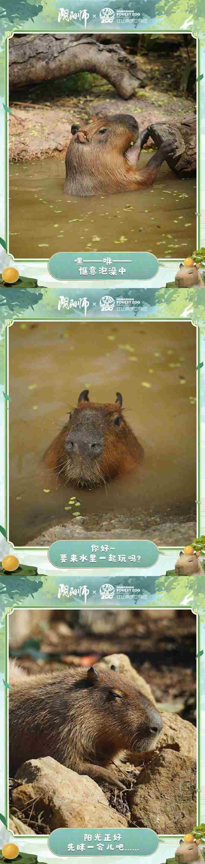 国庆专属生态盲盒玩法即将开启……