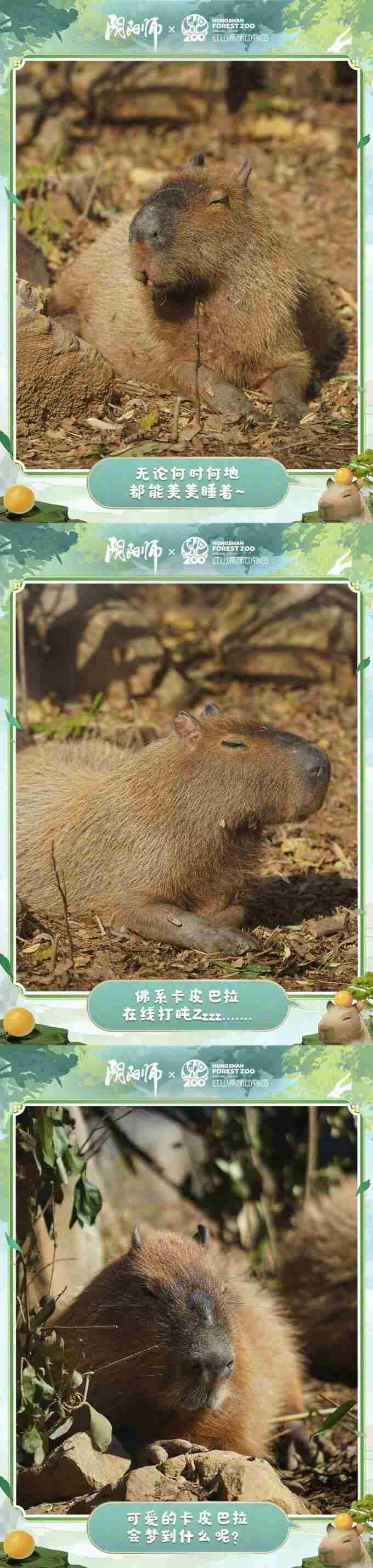 国庆专属生态盲盒玩法即将开启……