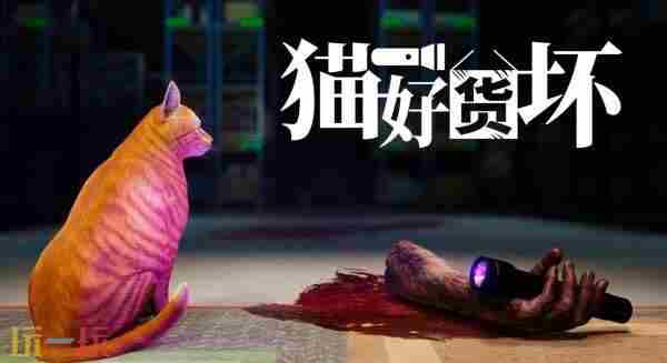 猫好货坏上线日期定了吗 夜市上的猫能买吗