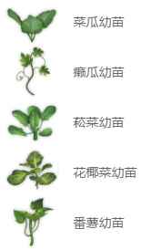 妄想山海鹅仔菜怎么合 妄想山海鹅仔菜合成配方